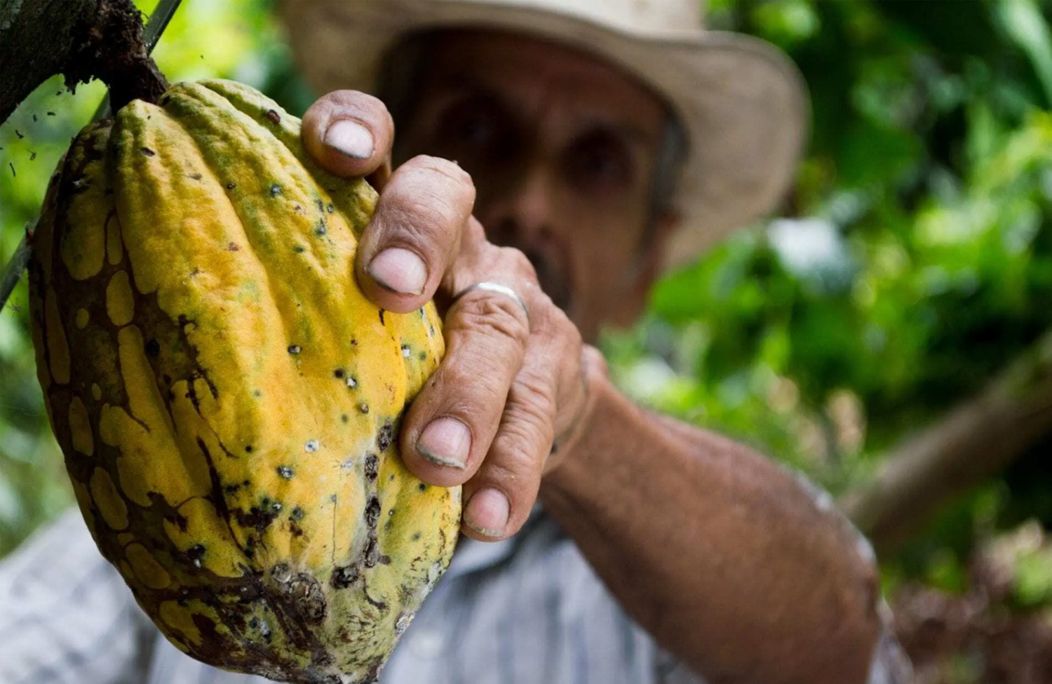 Farmworker holding up a fruit