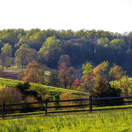 green grass, trees and a fence in rural West Virginia