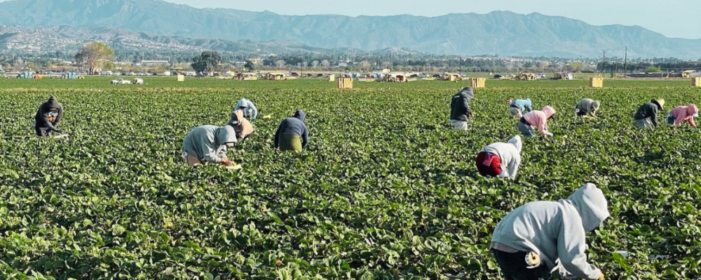 farmworkers working in hot sun