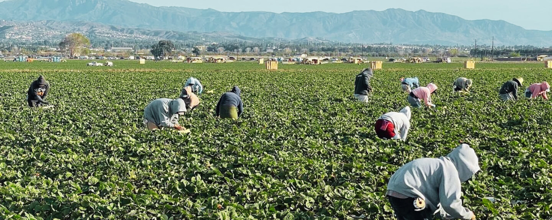 farmworkers working in hot sun