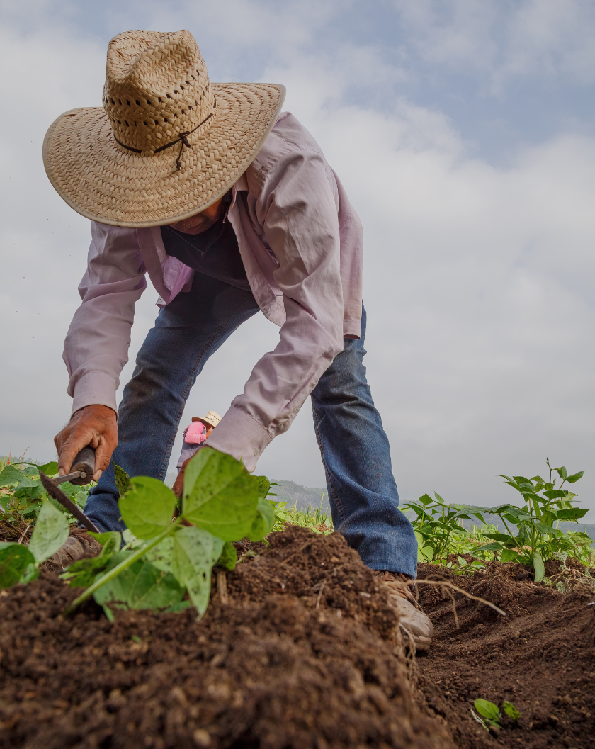 Farmer in the fields, harvesting crops