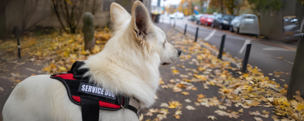 service dog on street