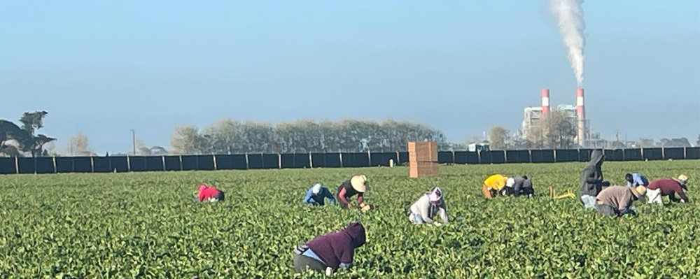 agricultural workers in field 1112