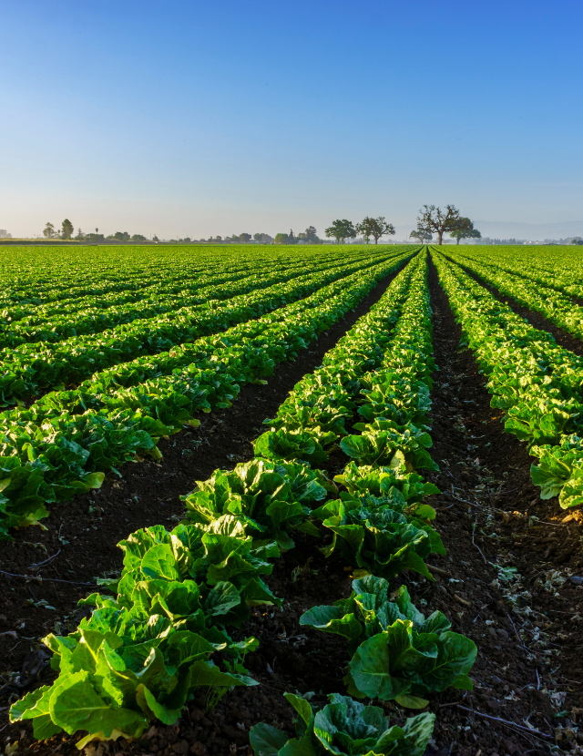 rows of lettuce on farm