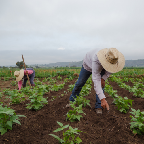 Farmworkers in a field, harvesting crops